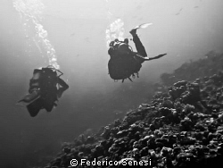 Divers by Federico Senesi 